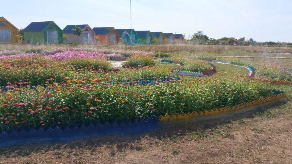 Large tropical flower field with vertical brick borders irrigated by a budget-friendly DIY PVC sprinkler system.