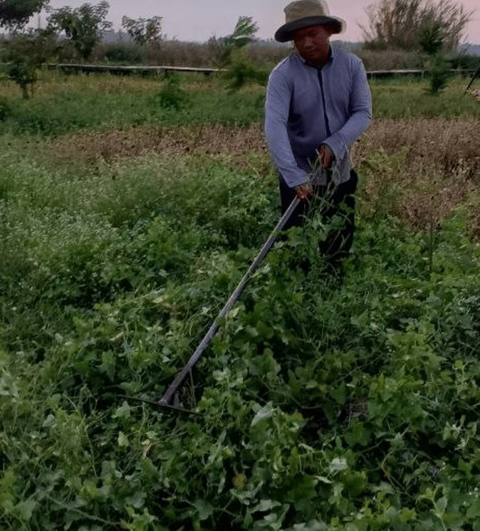 Landscaper using a long-handled metal rake to clear thick overgrowth and yard vines.