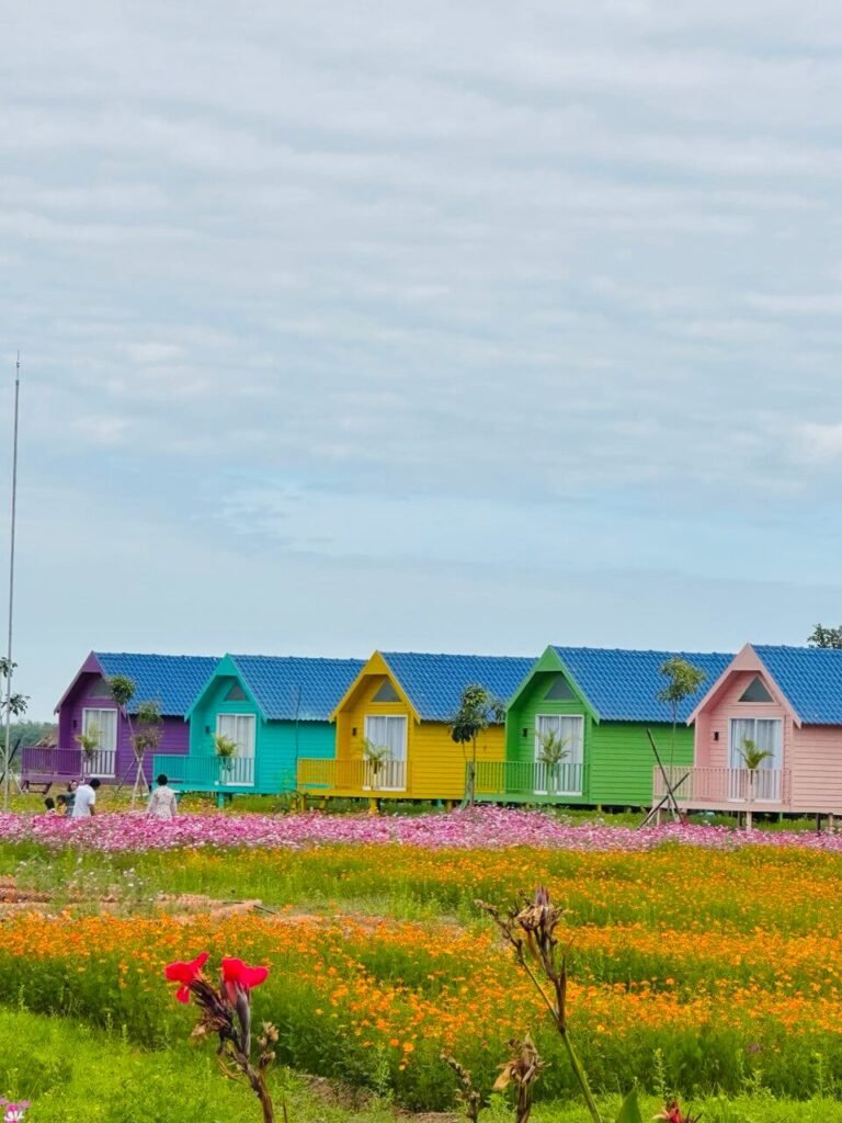 A scenic view of a row of five colorful A-frame cabins (purple, turquoise, yellow, green, pink) at a resort, fronted by extensive pink and orange cosmos flower fields under a cloudy sky.
