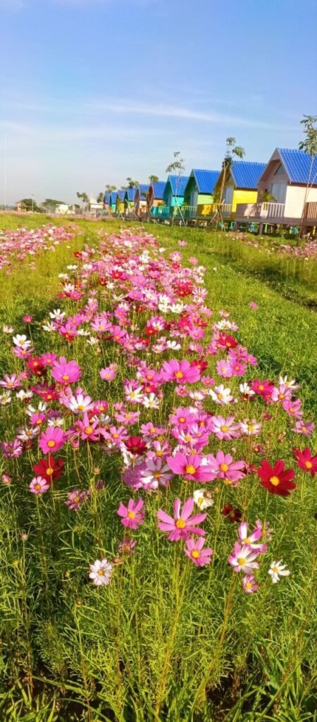 A vibrant, thriving field of pink and white cosmos flowers blooming in front of colorful cabins at Dream Garden.
