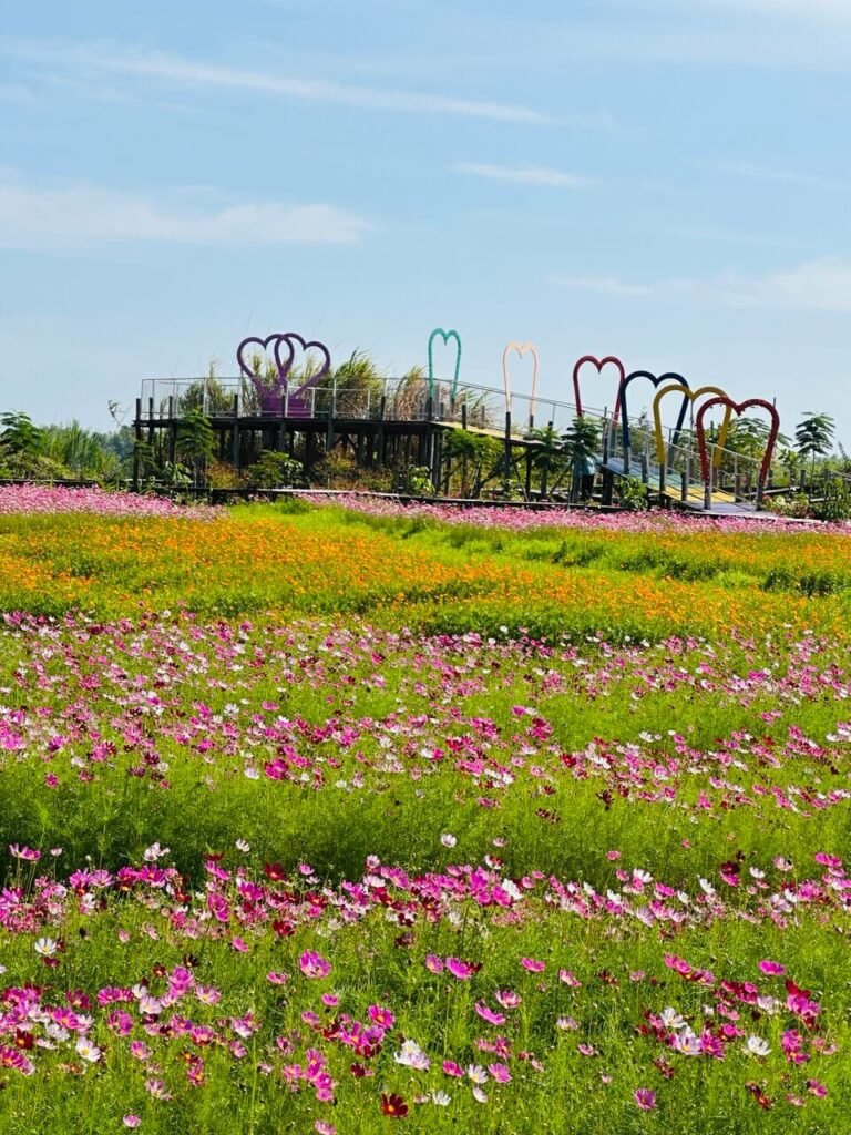 A large vibrant field of pink cosmos and yellow flowers with a wooden walking bridge and colorful heart-shaped arches.