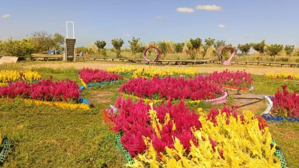 Row of colorful (yellow, green, orange) vacation bungalows with porches at Dream Garden, fronted by vibrant circular beds of cosmos flowers under a blue sky.