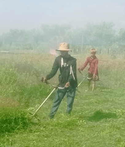 Two gardeners working together, wearing wide-brimmed hats in a hazy field, using string trimmers (brushcutters) to clear tall, dry weeds.