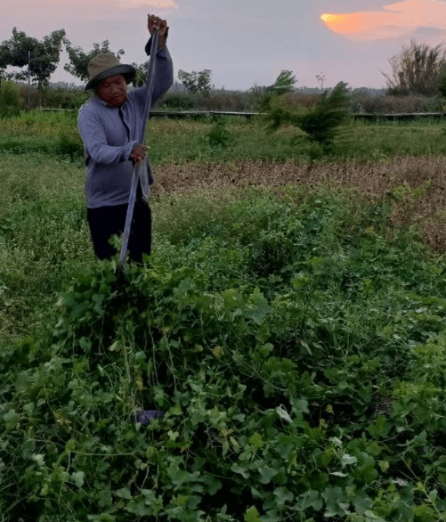 A close-up portrait of the author in a gardening hat, sunglasses, and gloves, holding a newly assembled string trimmer in a field. He is ready for a full day of yard cleanup work.