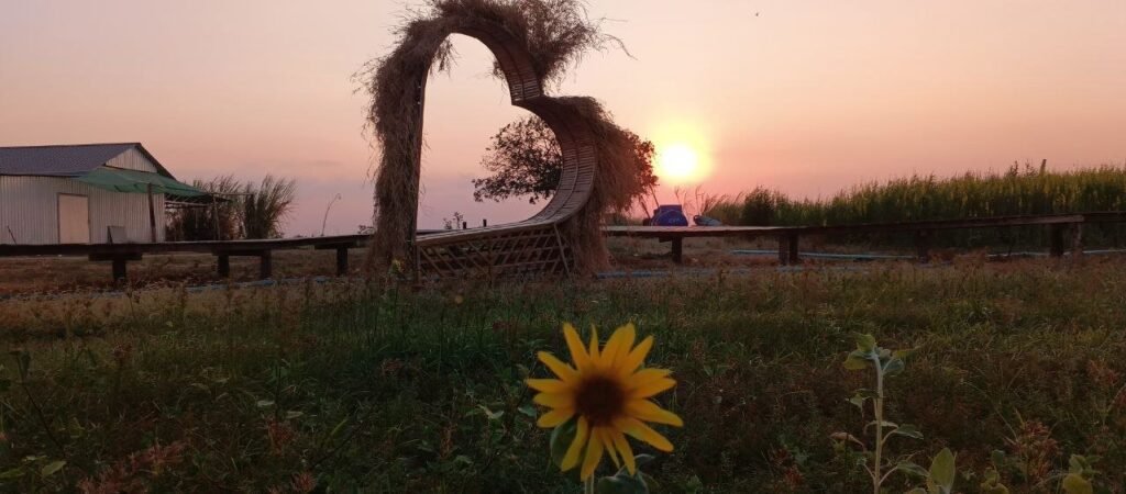 A rustic, handmade heart-shaped seating structure made of natural materials at Dream Garden during sunset, with a sunflower in the foreground.