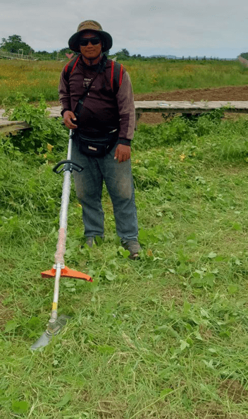 A male gardener, wearing a hat and long sleeves for protection, uses a specialized hook tool to manually clear a thick tangle of overgrown climbing vines during a yard cleanup job.