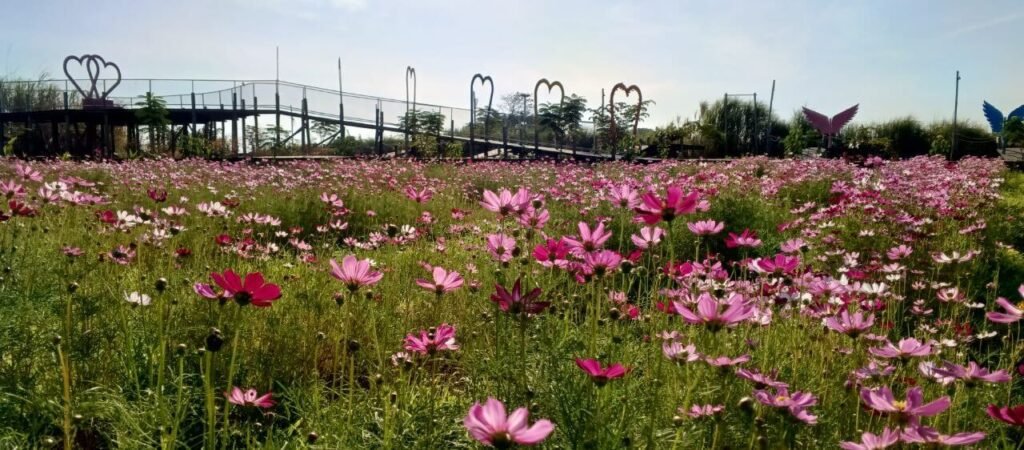 A vast field of blooming pink cosmos flowers with an elevated bridge in the background.