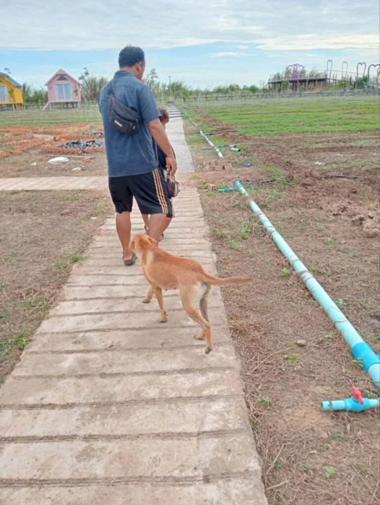 Manual red-handled ball valve installed on a 1-inch blue PVC irrigation line running parallel to a paved garden walkway.