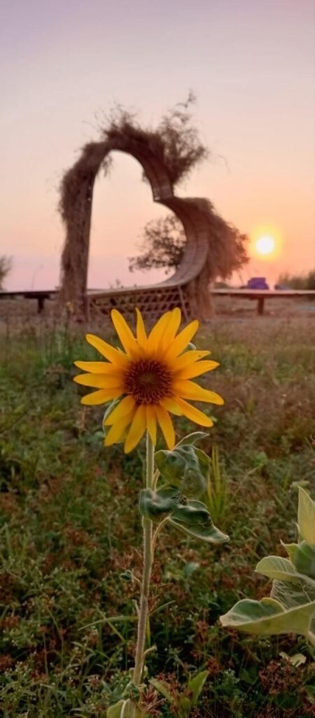 A scenic portrait photo featuring a bright sunflower in the foreground and a dried-brush heart structure framing the setting sun in the background.