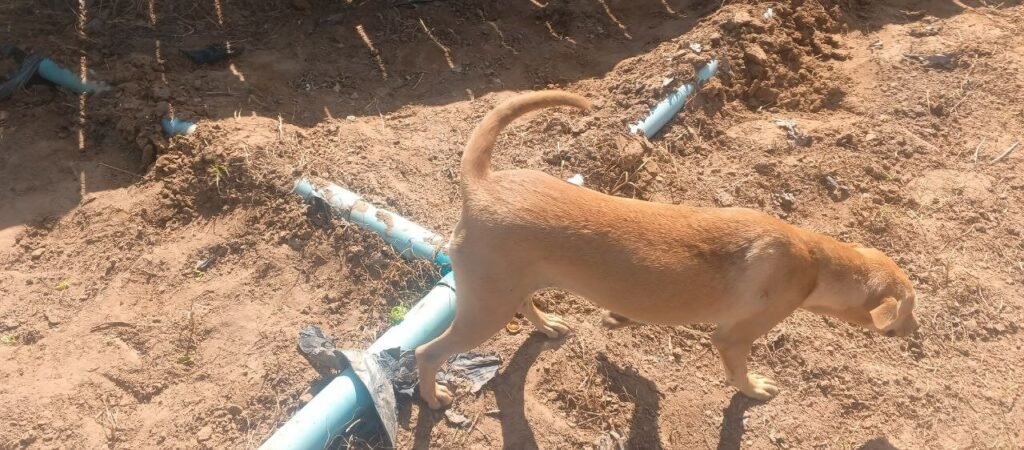 Blue PVC irrigation pipes dry-fitted inside a shallow trench in a flower field to protect water lines from foot traffic.