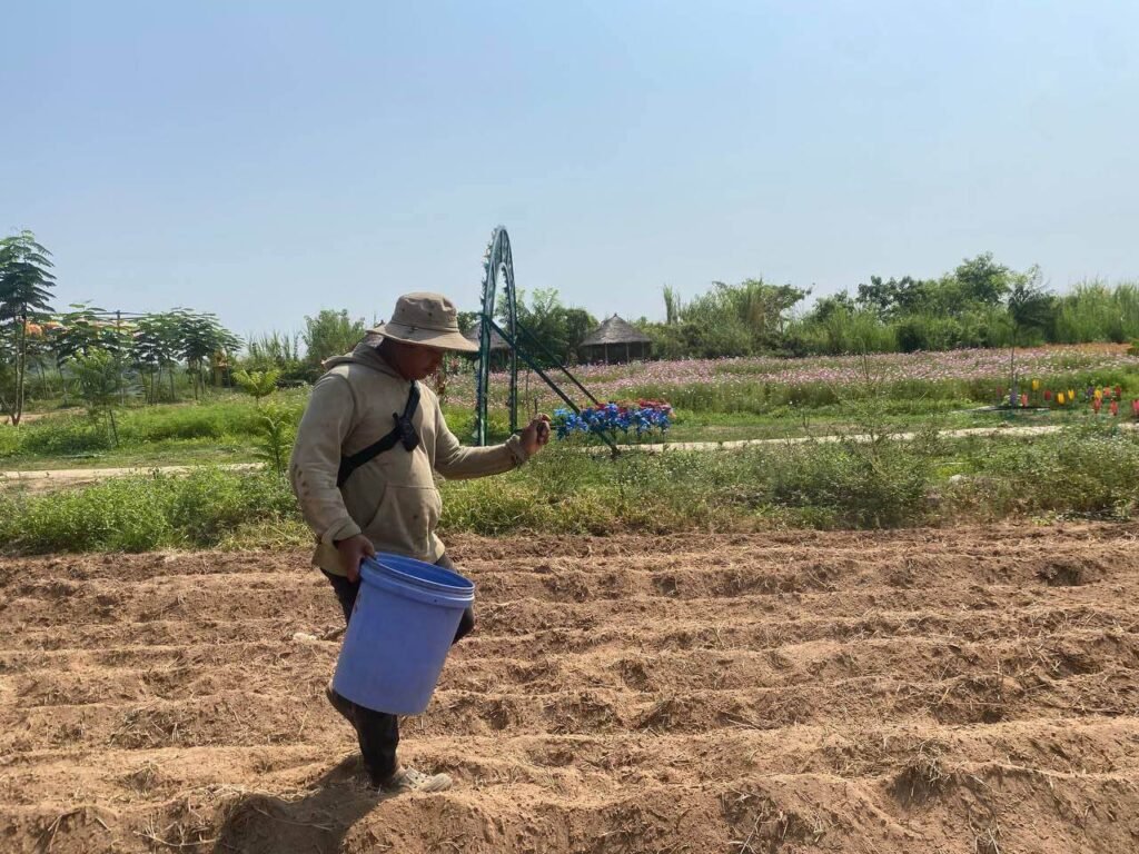 A man carrying a blue bucket, walking through a plowed dirt field to sow new flower seeds.