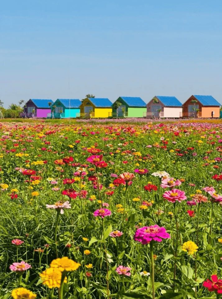 A row of brightly colored tiny houses in blue, yellow, green, and pink sitting behind a dense field of multi-colored zinnia flowers.