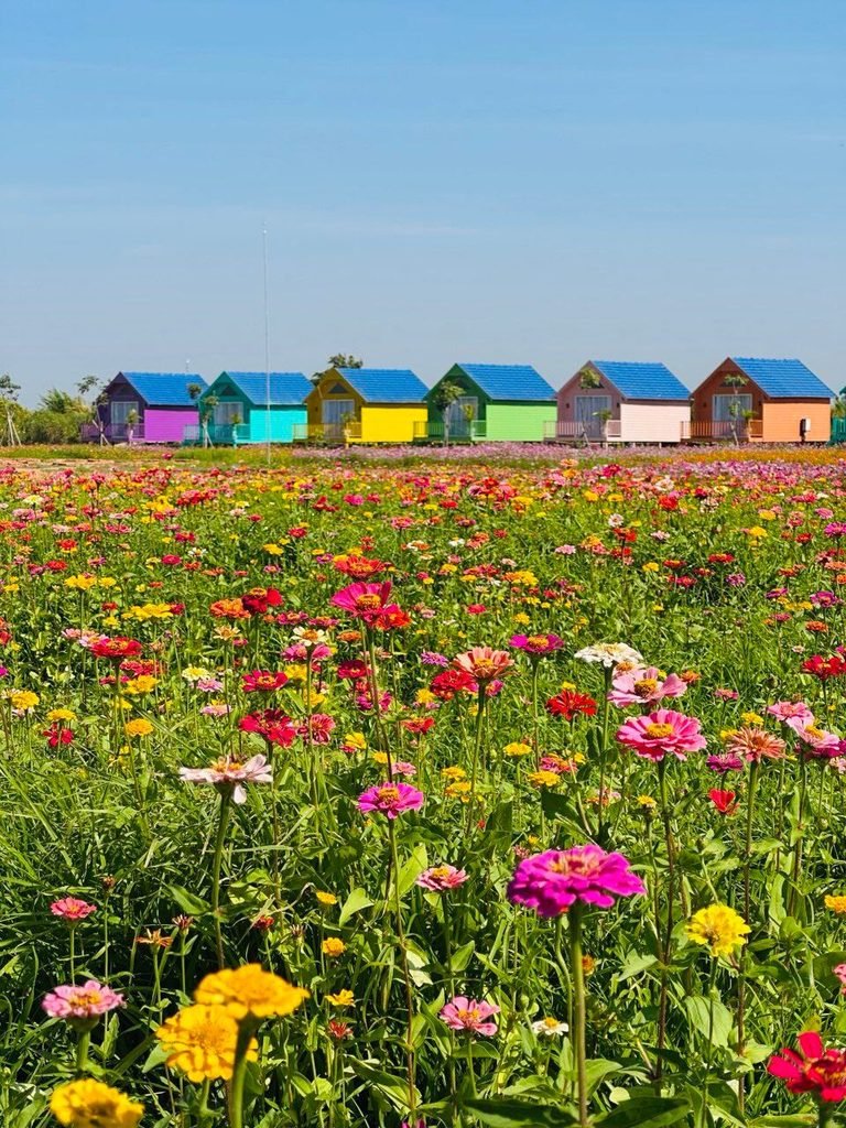 A vibrant field of blooming zinnias in front of a row of brightly colored guest cabins.