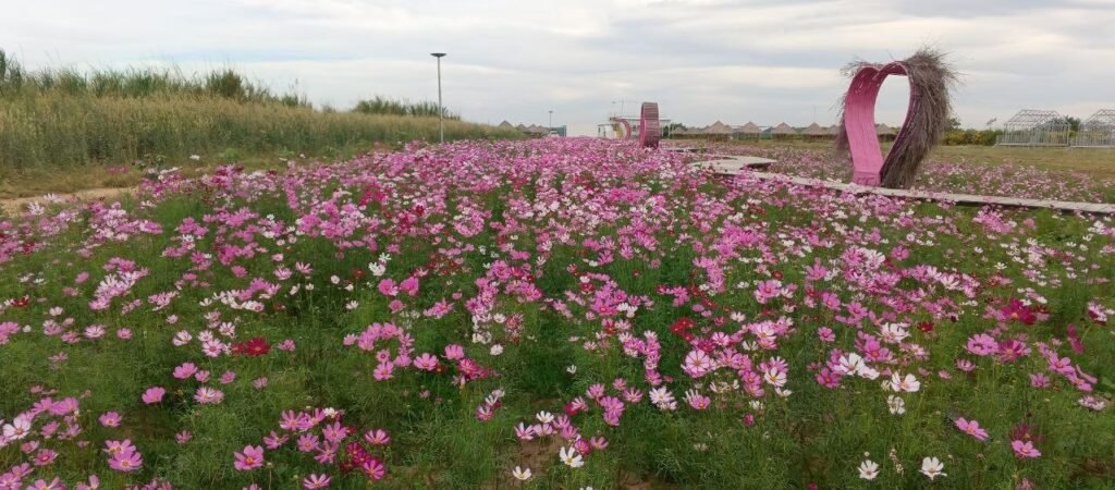 Wide view of a pink cosmos flower garden with wooden boardwalk pathways and DIY garden sculptures in the background.
