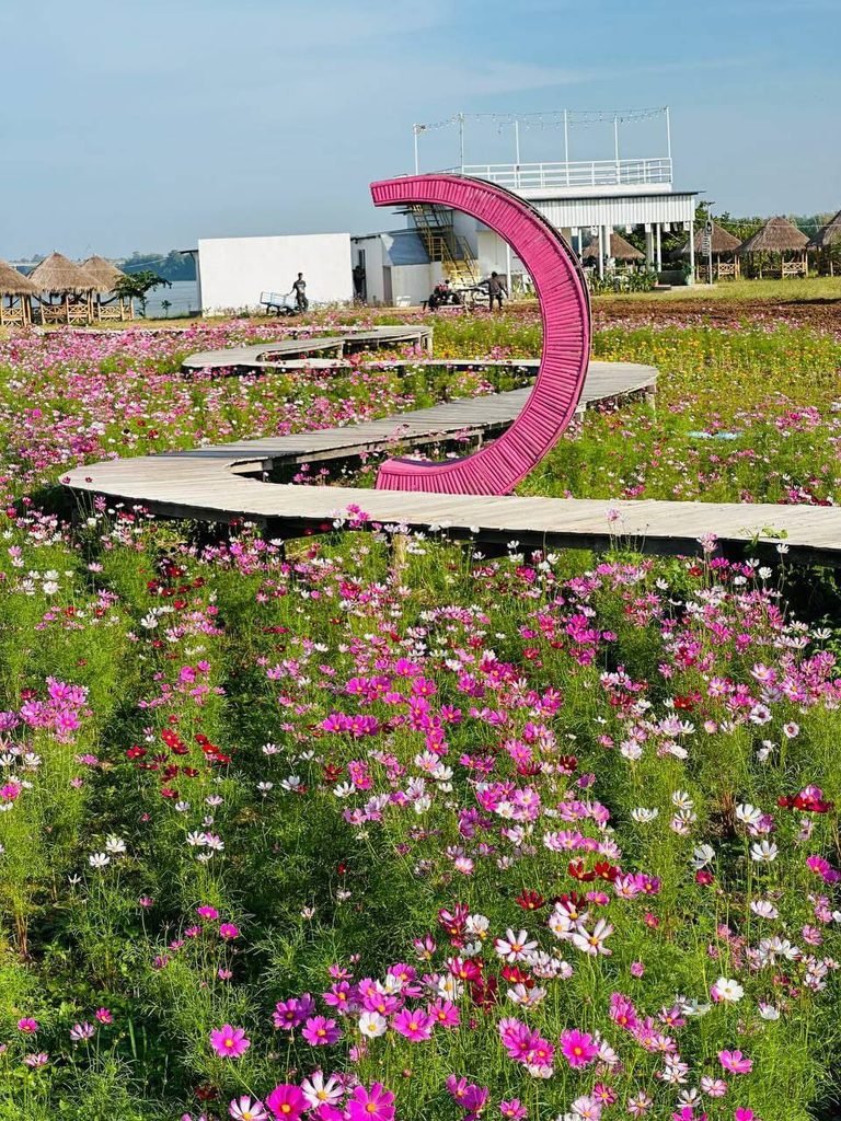 A curved pink arch next to a winding wooden boardwalk running through a field of pink and white cosmos flowers.