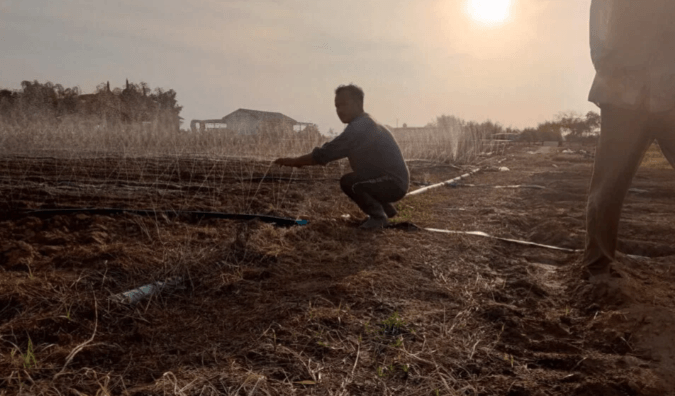 A gardener setting up irrigation in a muddy field to provide deep watering for sunflower roots.