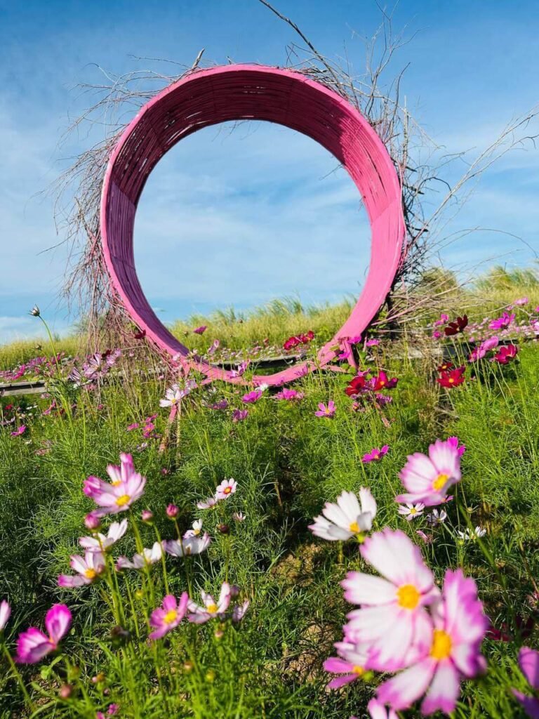 A giant 4.5 meter tall pink circular DIY rebar garden arch wrapped in bamboo, standing in a field of blooming purple cosmos flowers.