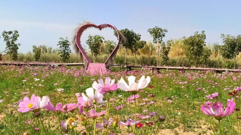 Elevated wooden walkway passing through a blooming pink cosmos flower garden.