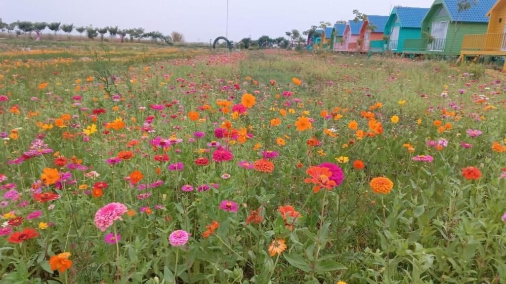 A vibrant field of blooming cosmos and zinnia flowers leading up to colorful cottages at Dream Garden.