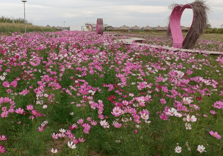 A wide view of Dream Garden featuring a wooden walking path through a pink cosmos flower field.
