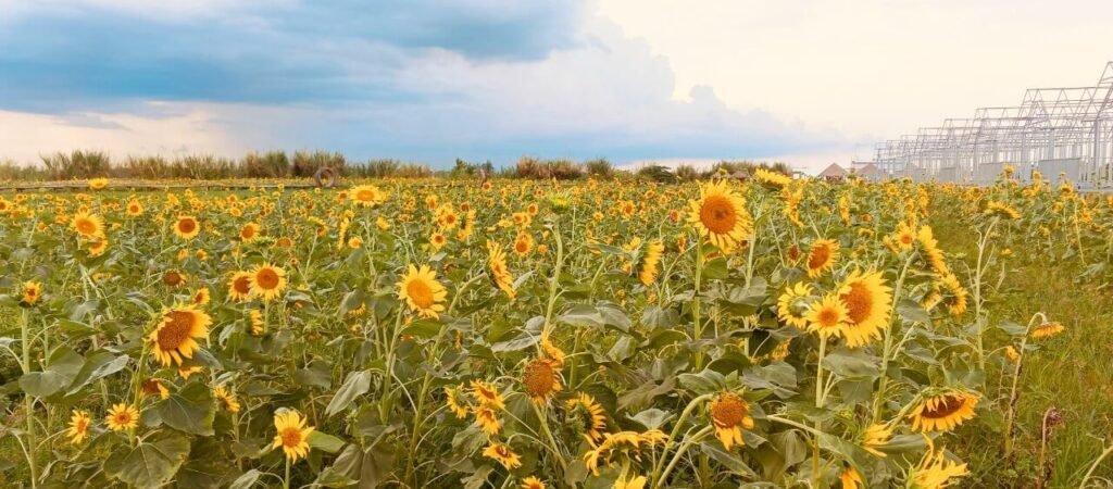Large field of blooming yellow sunflowers under a partly cloudy sky.