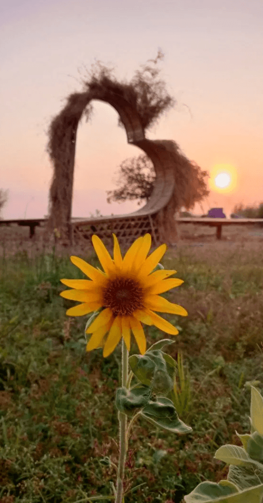 The lone survivor: Our golden hour sunflower standing against the heart structure we built, symbolizing the resilience needed to bloom.