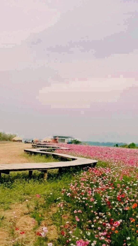 Wooden walking bridge winding through a field of pink blooming flowers.