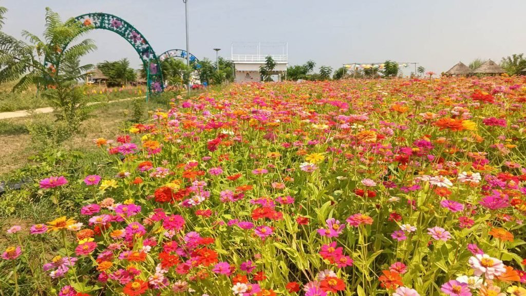 Upcycled floral garden arch standing behind a field of blooming zinnias.