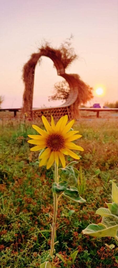 DIY heart-shaped garden arch made of straw and bamboo at sunset behind a blooming sunflower.