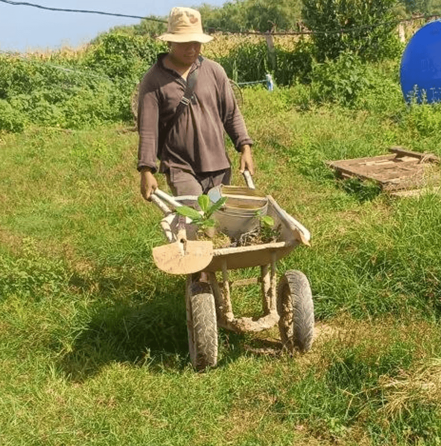 A gardener pushing a wooden wheelbarrow loaded with soil and tools across a grassy lawn.