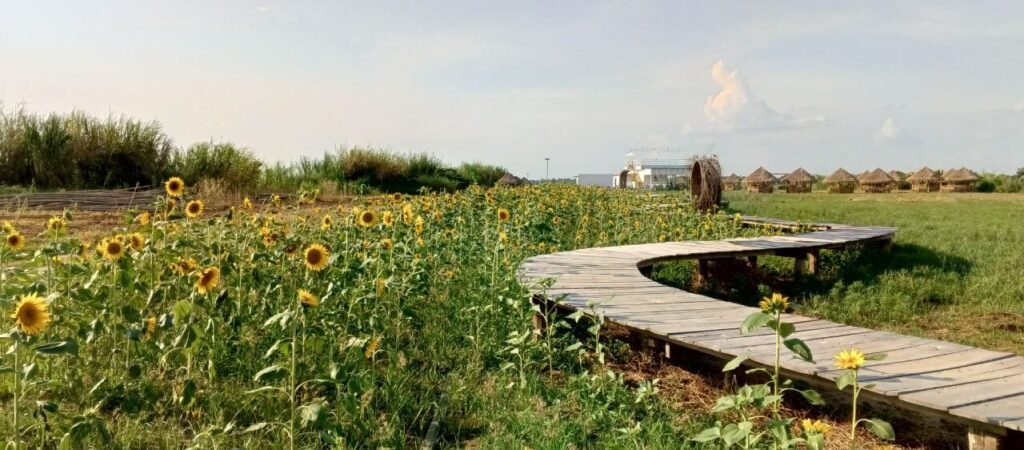 A curved wooden walkway bridge cutting through a green field of blooming sunflowers under a blue sky.