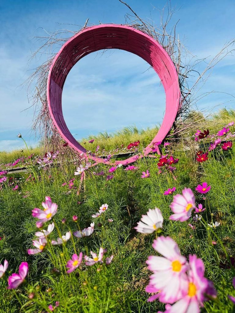 A bright pink circular wooden arch installed in a field of blooming pink and white cosmos flowers.