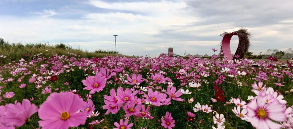 A wide field of blooming pink cosmos flowers with a pink heart arch in the distance under a cloudy sky.