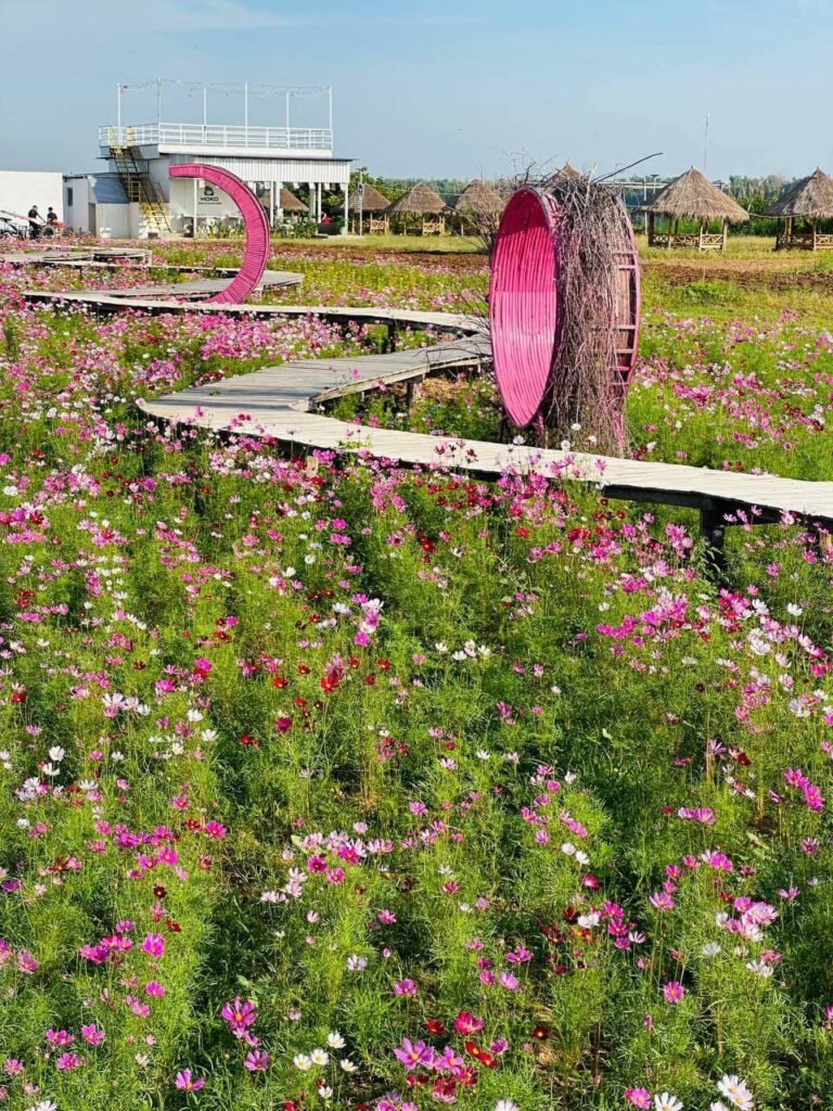 Visitors pathway along a raised wooden boardwalk leading toward a giant pink circular garden portal in a cosmos flower field.