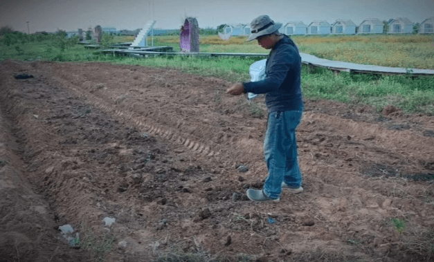 A gardener preparing raised soil beds in a field to improve drainage for sunflowers in a tropical climate.