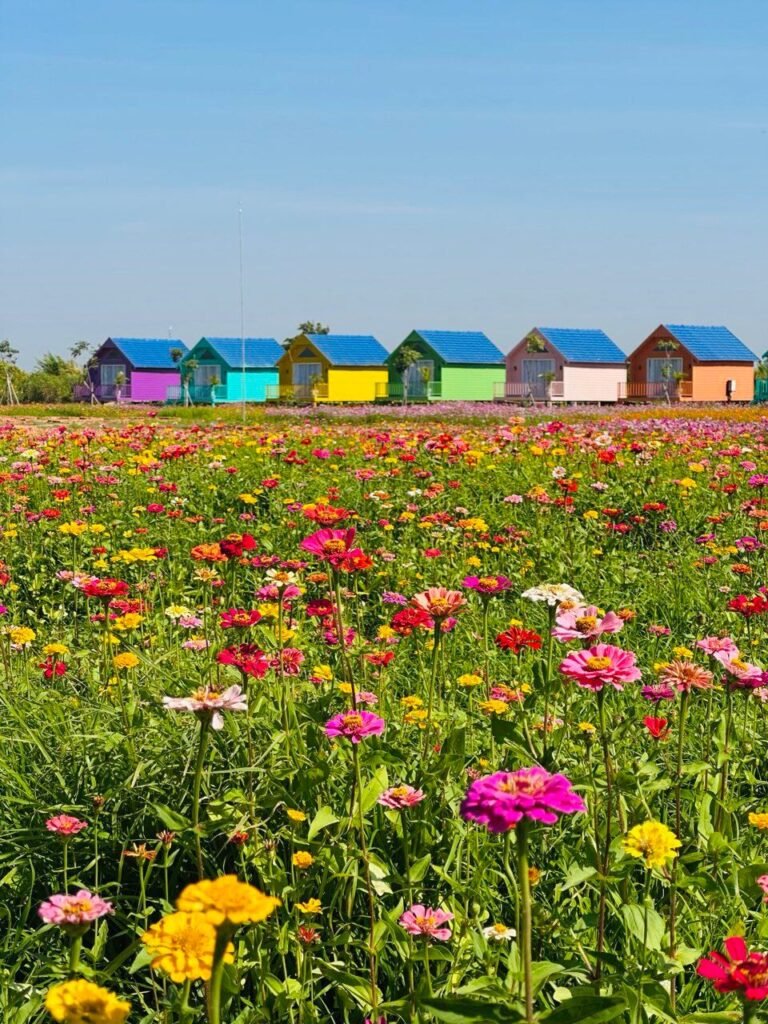 Row of rainbow-colored cabins behind a large field of blooming colorful zinnia flowers under a blue sky.
