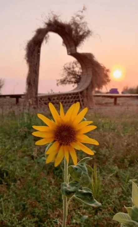 A single blooming sunflower standing alone in front of a woven heart-shaped structure at sunset.