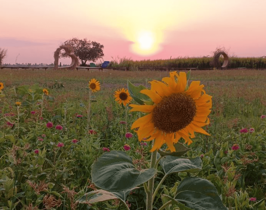 A single sunflower blooming in a field at sunset, demonstrating a single-variety flower attraction.