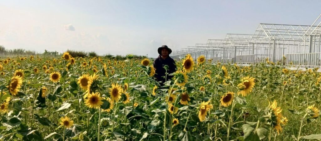 A proud gardener standing in the middle of a fully blooming field of healthy sunflowers.
