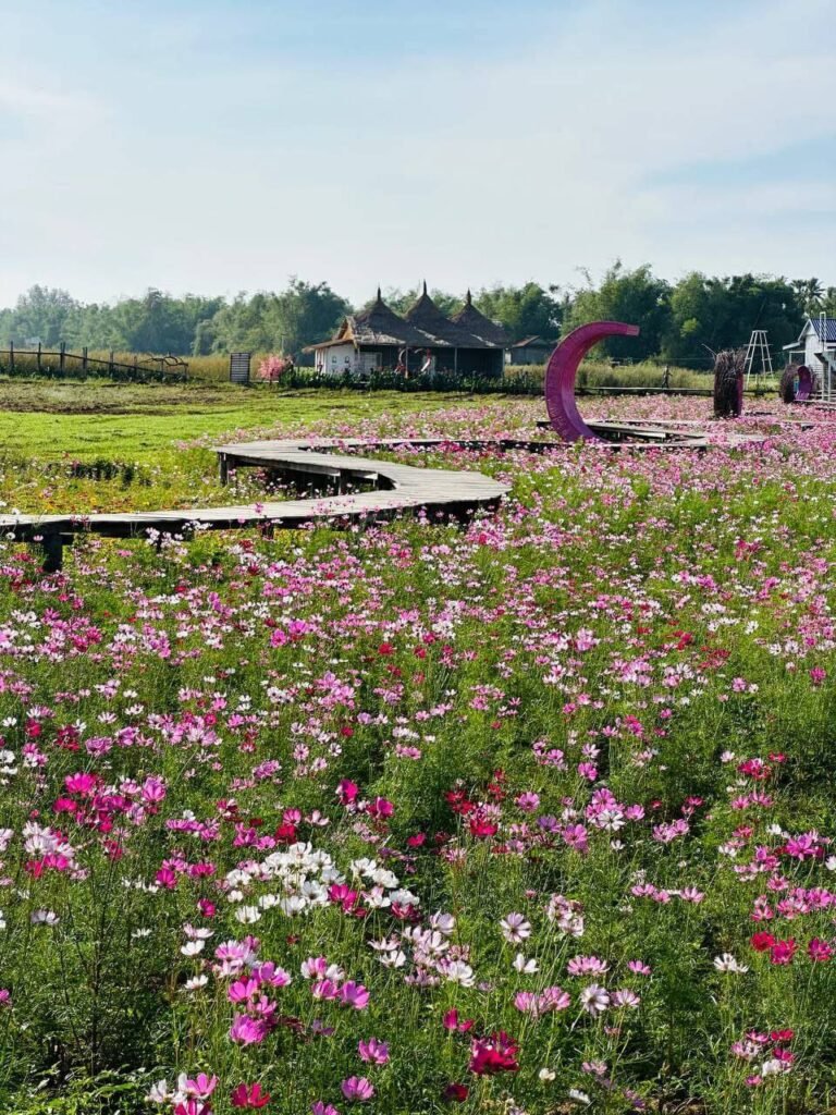 A long, curved wooden walkway built by hand winding through a large field of pink cosmos flowers.