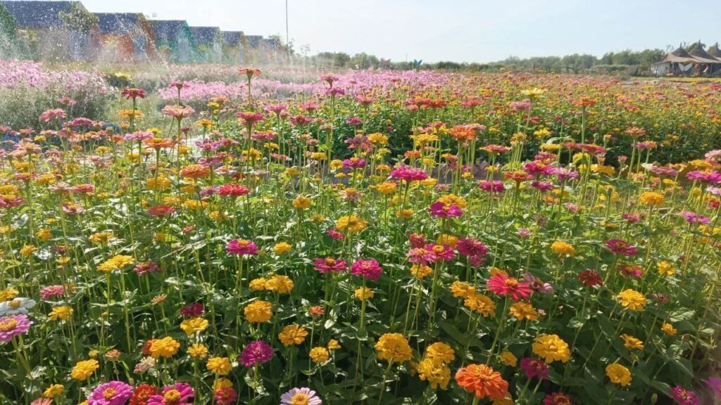 A bright field of yellow, pink, and orange zinnia flowers being watered by sprinklers.