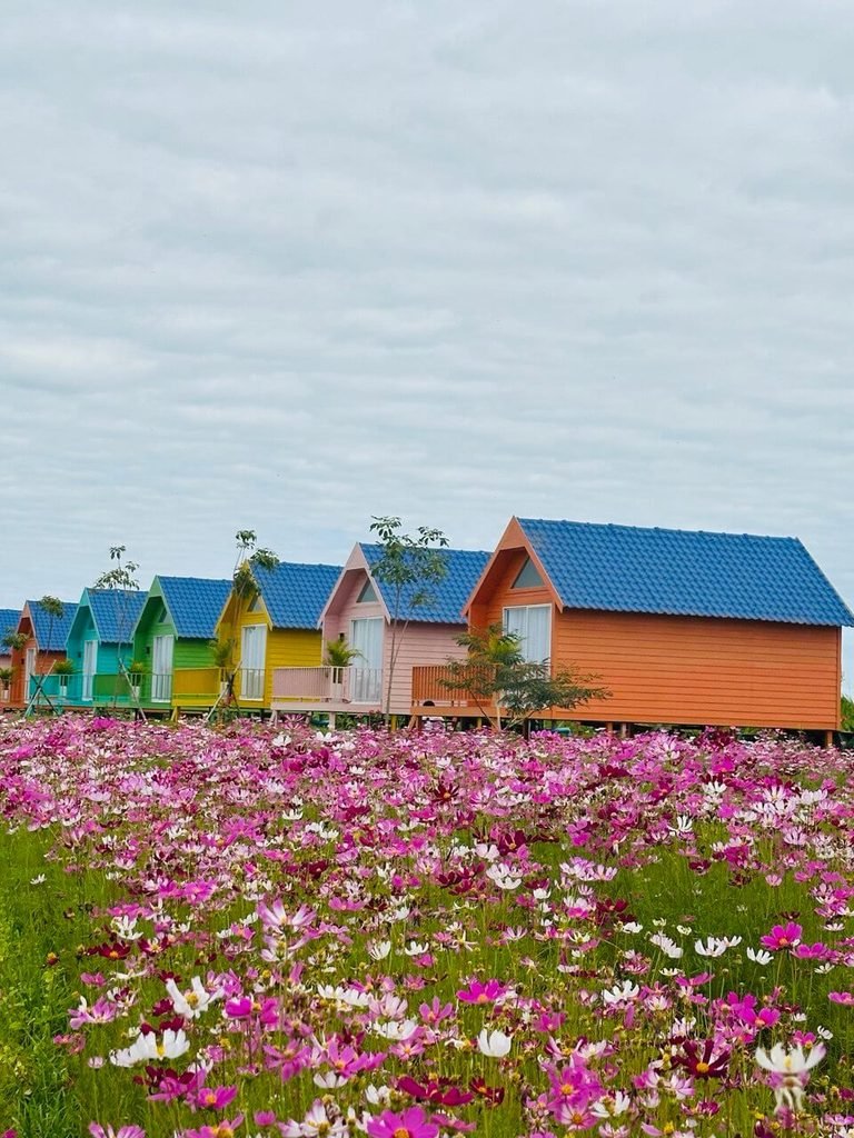 Brightly colored raised tiny homes for glamping situated behind a blooming field of pink flowers.
