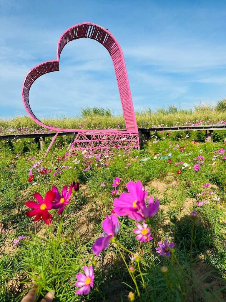 A close-up view of pink and maroon cosmos flowers with a large, pink, heart-shaped art installation in a field under a blue sky.