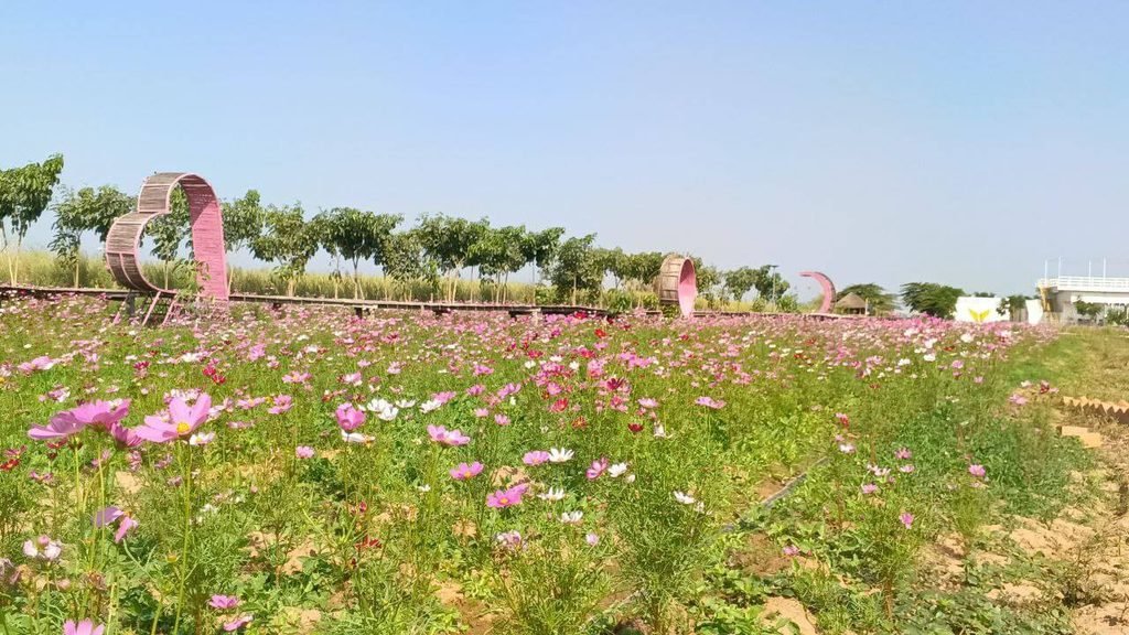 Pink cosmos flower field with a wooden heart arch pathway at Dream Garden.