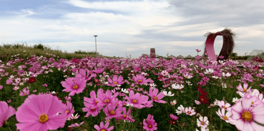 How Much to Charge for a Flower Attraction Business: A Real Launch-to-Standard Pricing Story