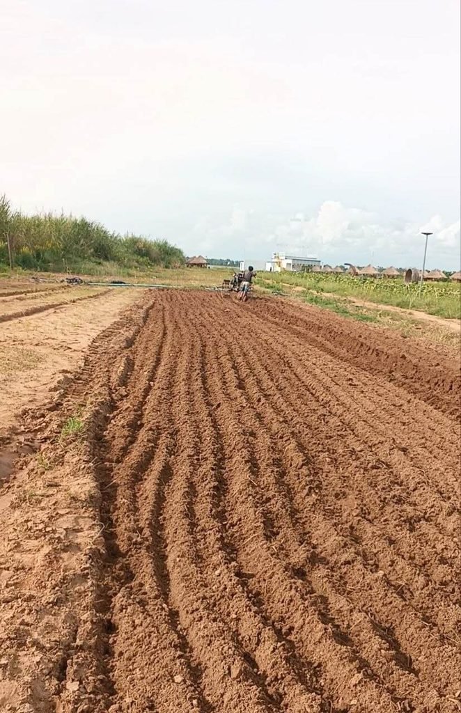 A local farmer using a Koyon walking tractor to plow dirt rows for a flower farm.