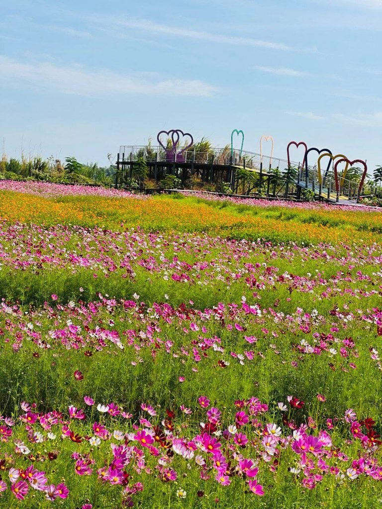 Elevated metal Paradise Bridge with heart sculptures surrounded by a vibrant field of pink and purple cosmos flowers.