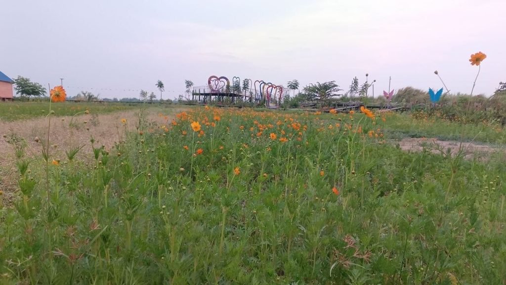 A sparse field of orange cosmos flowers during the dry season at a tropical garden attraction, with a metal bridge in the background.