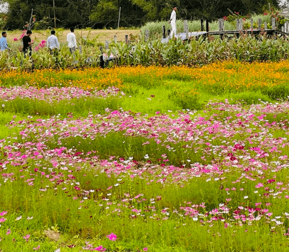 People walking along a wooden bridge behind a blooming field of pink and orange cosmos flowers at Dream Garden.