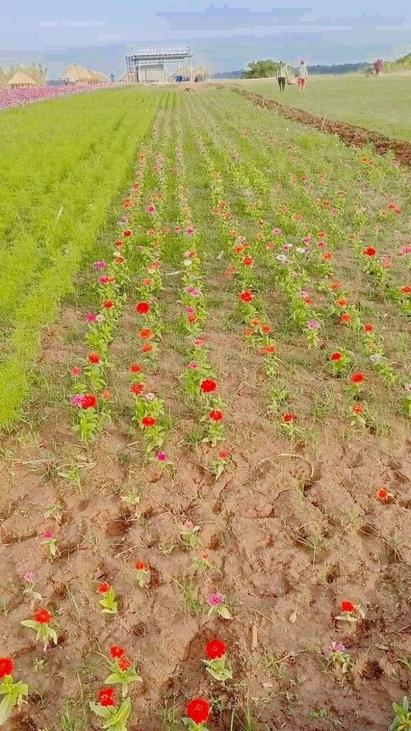 Rows of young zinnia seedlings planted in dark soil for a staggered bloom rotation.